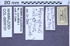 Etikette zu Agrypnus incertus (Fleutiaux, 1927) (NHMW-ZOO-COL-0008131)